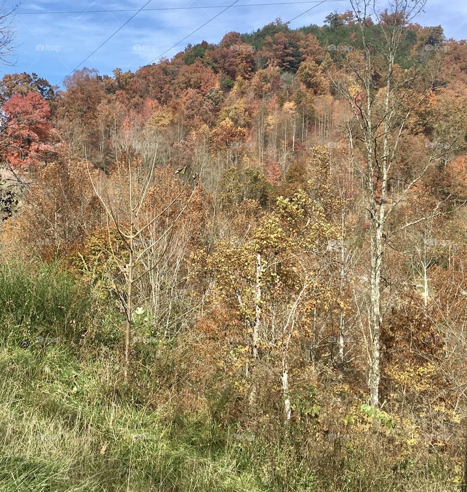 Late Autumn Mountainside 