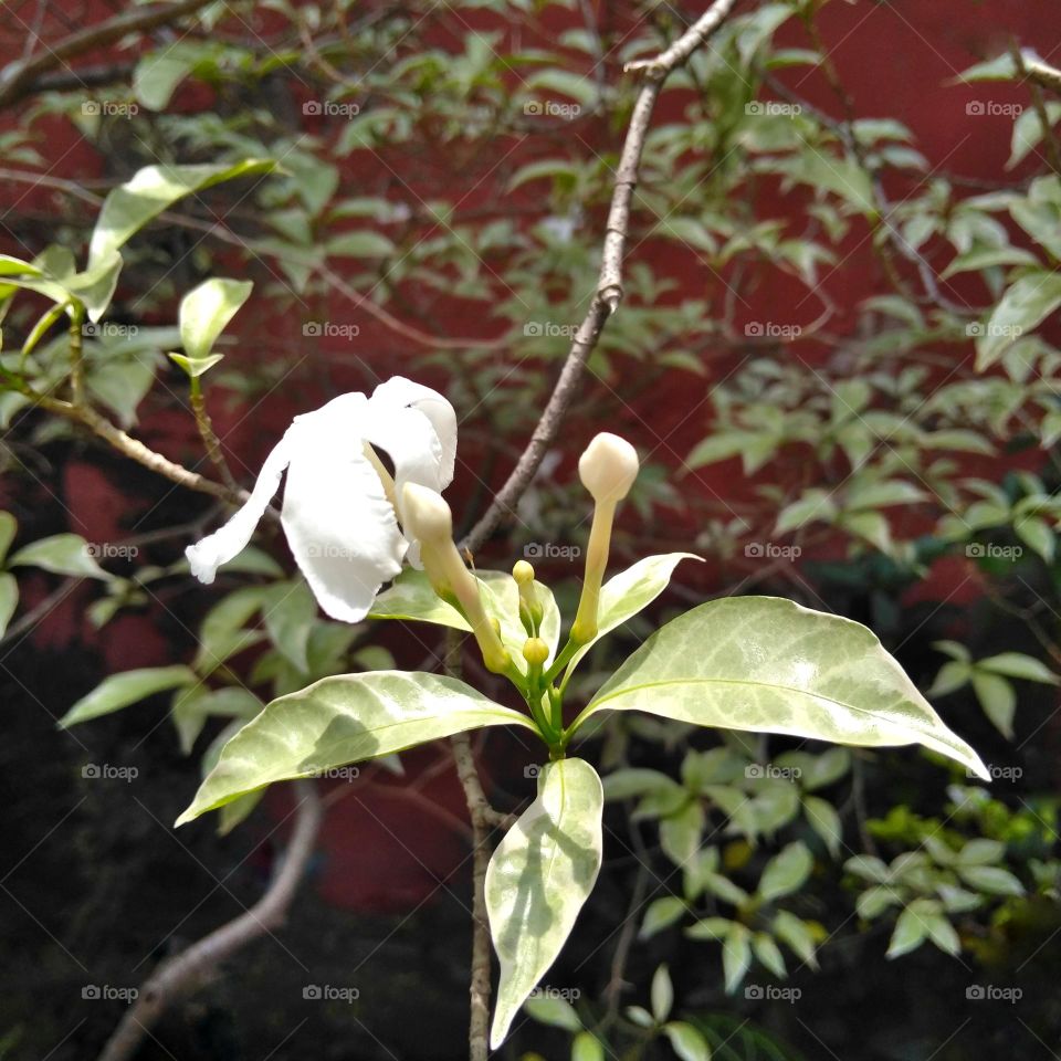 White flower on the yard