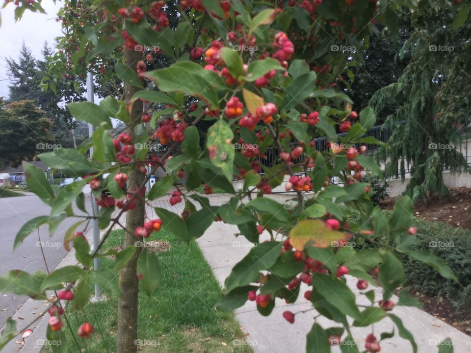 Red berries on a tree