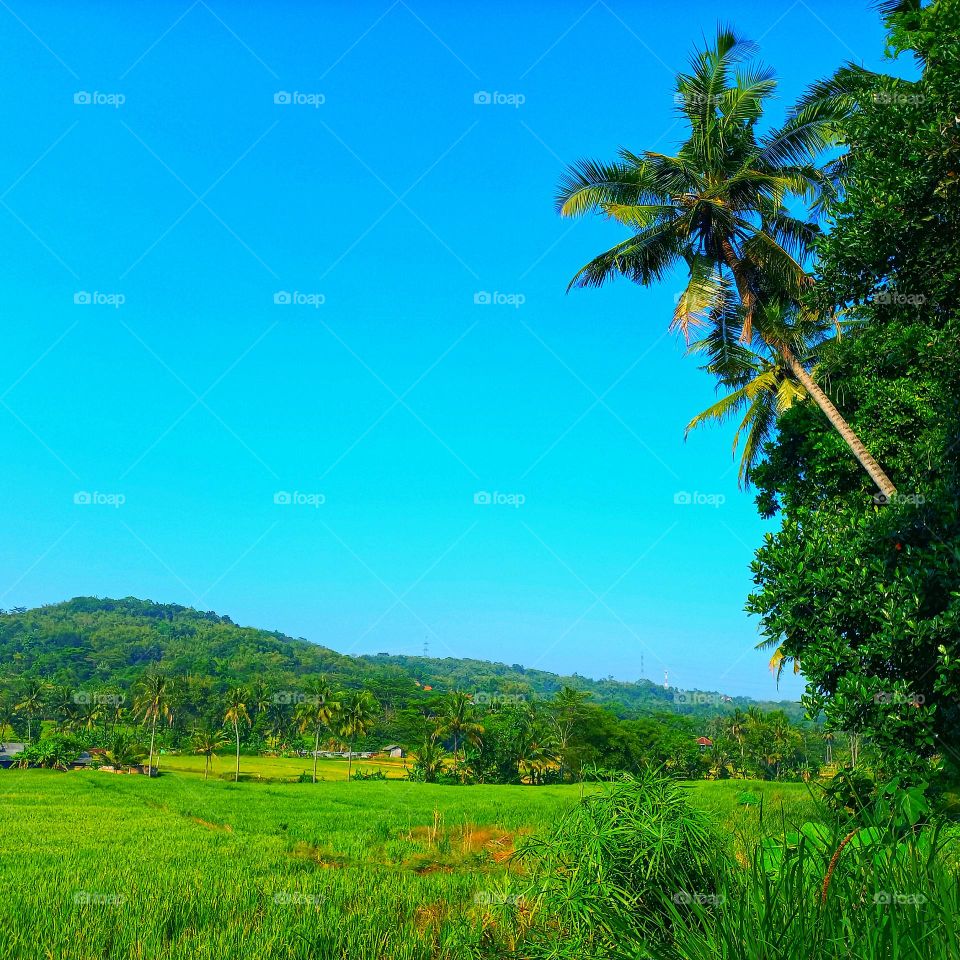Sunny morning on the edge of vast rice fields