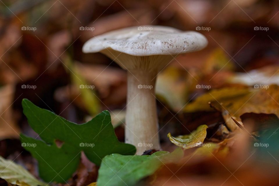 Mushroom growing on forest