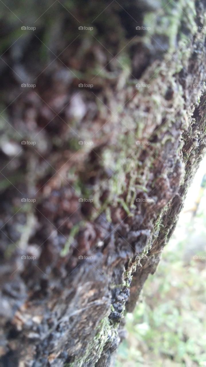 macro plants