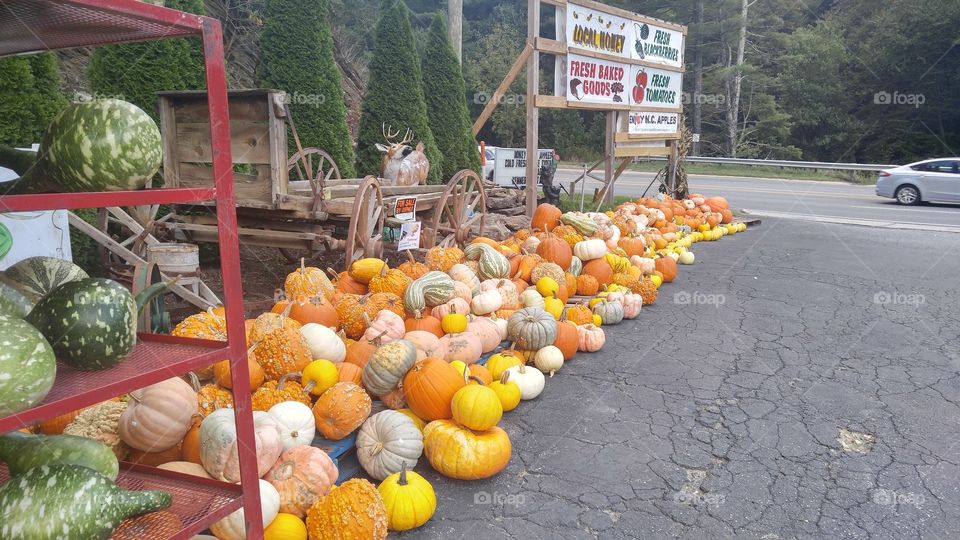 Pumpkins for sale
