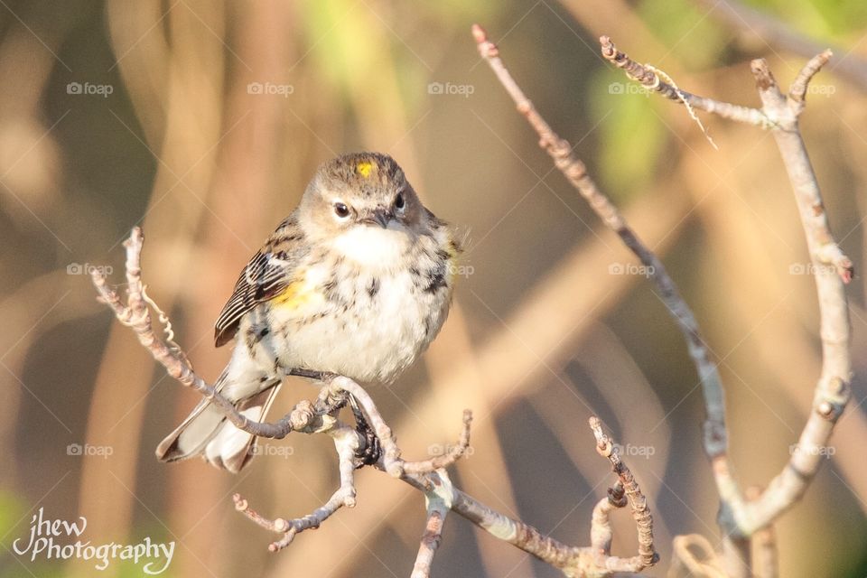 Yellow-rumped warbler