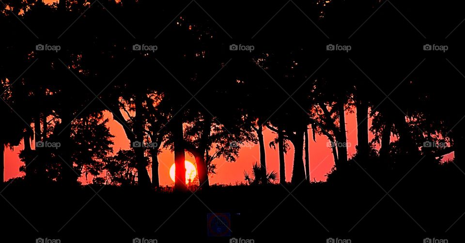 Sunset through the trees!