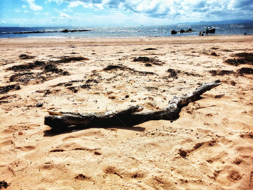 Branch on the beach