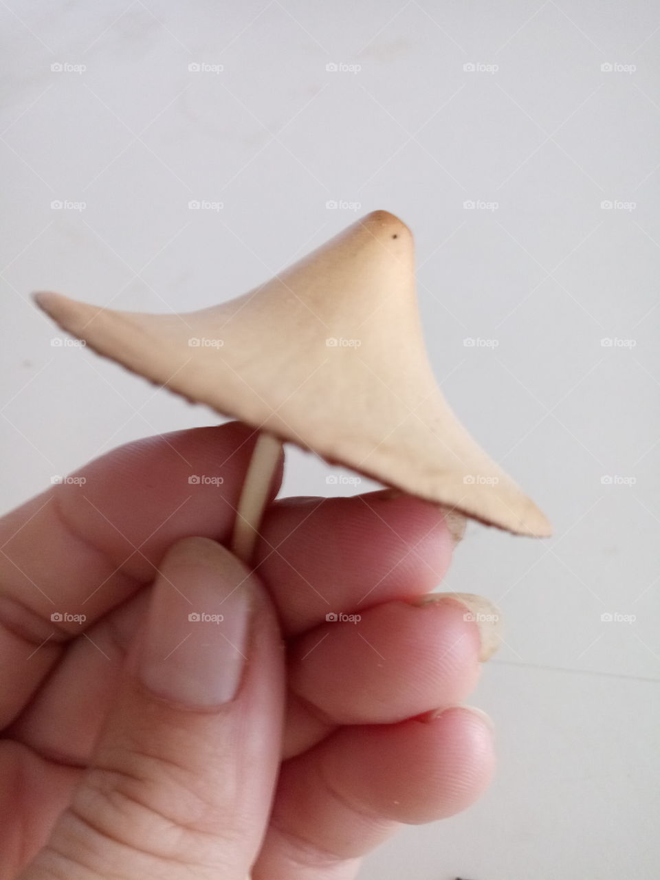 unique shaped mushroom