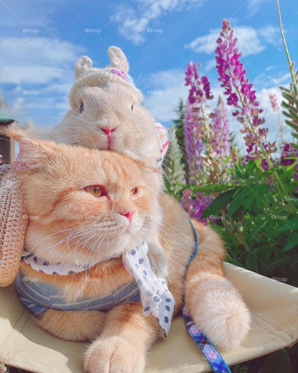cat and rabbit
