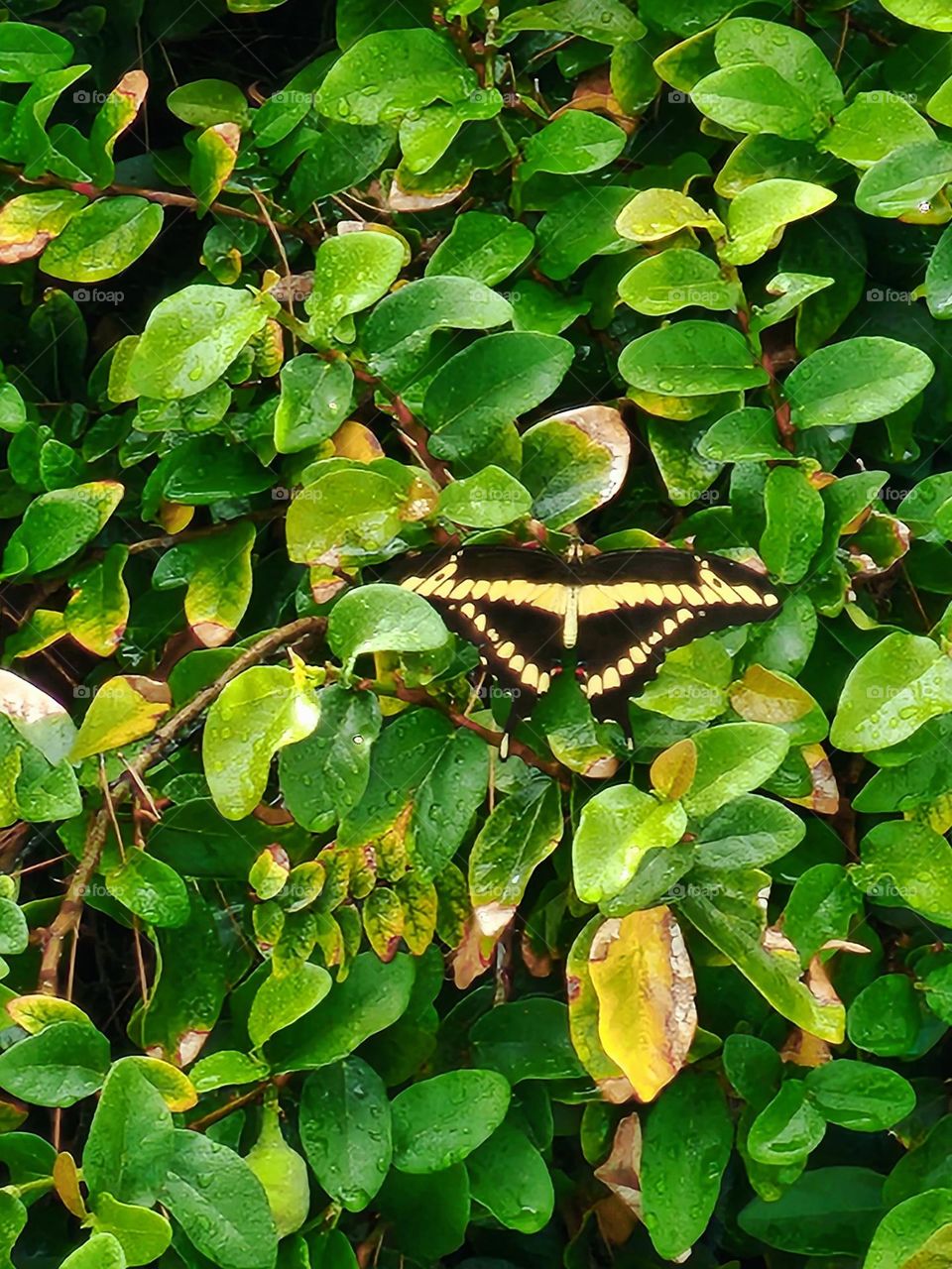 A Black Swallowtail butterfly rests on a leafy vine before fluttering off on its next venture