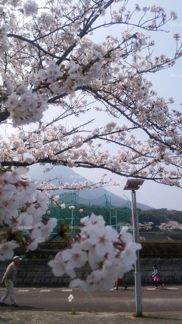 桜mountain