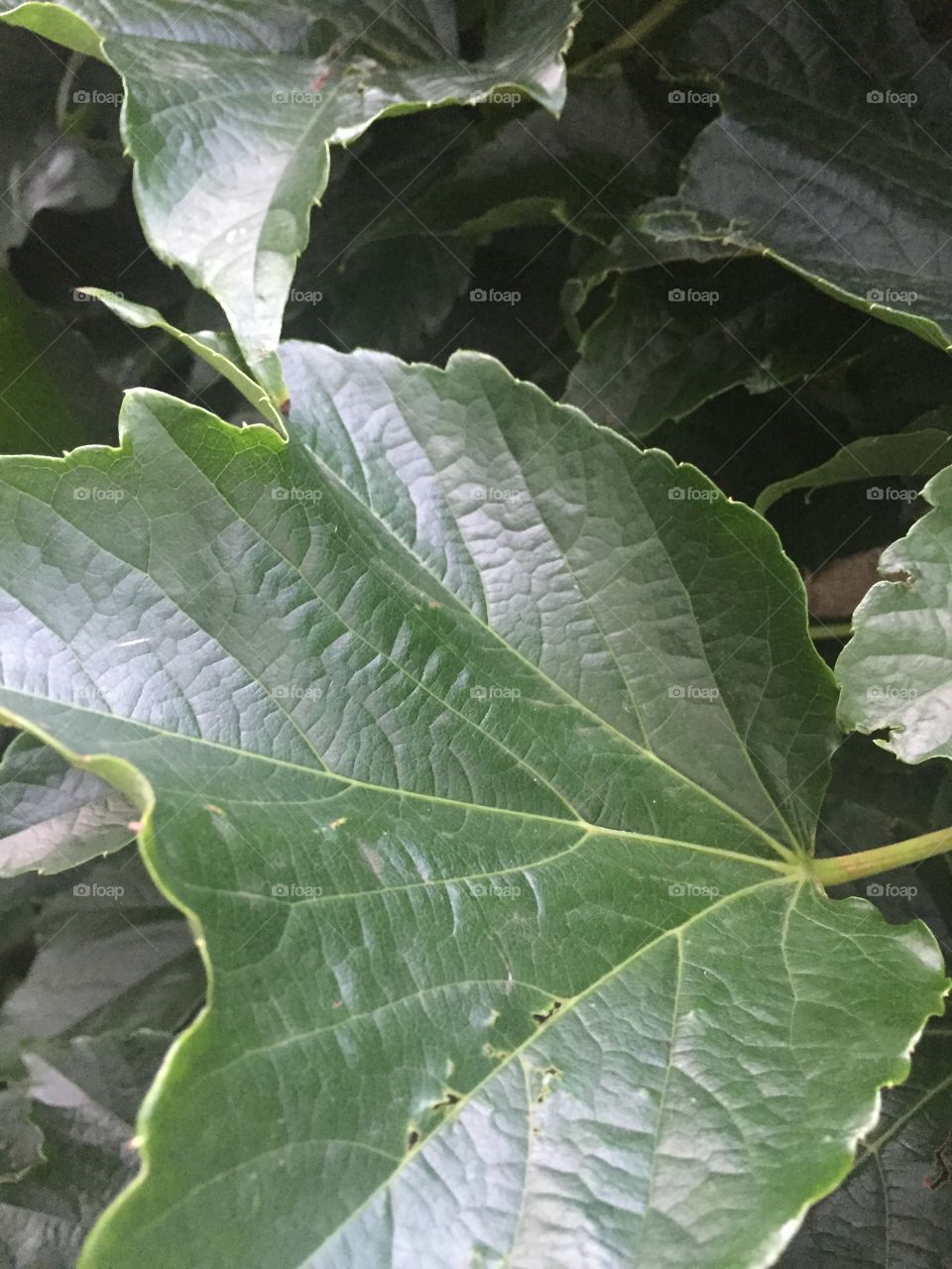 leaf close-up