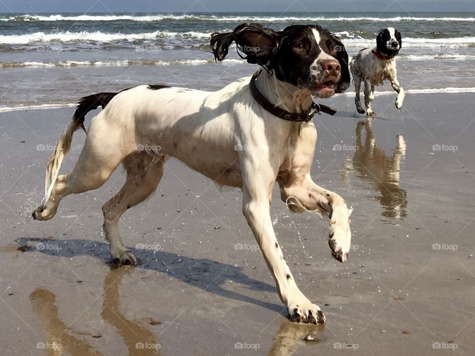 Dogs enjoying exercising on the beach