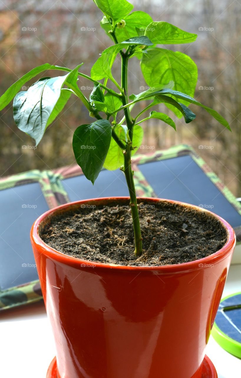 Leaf, No Person, Nature, Flora, Growth