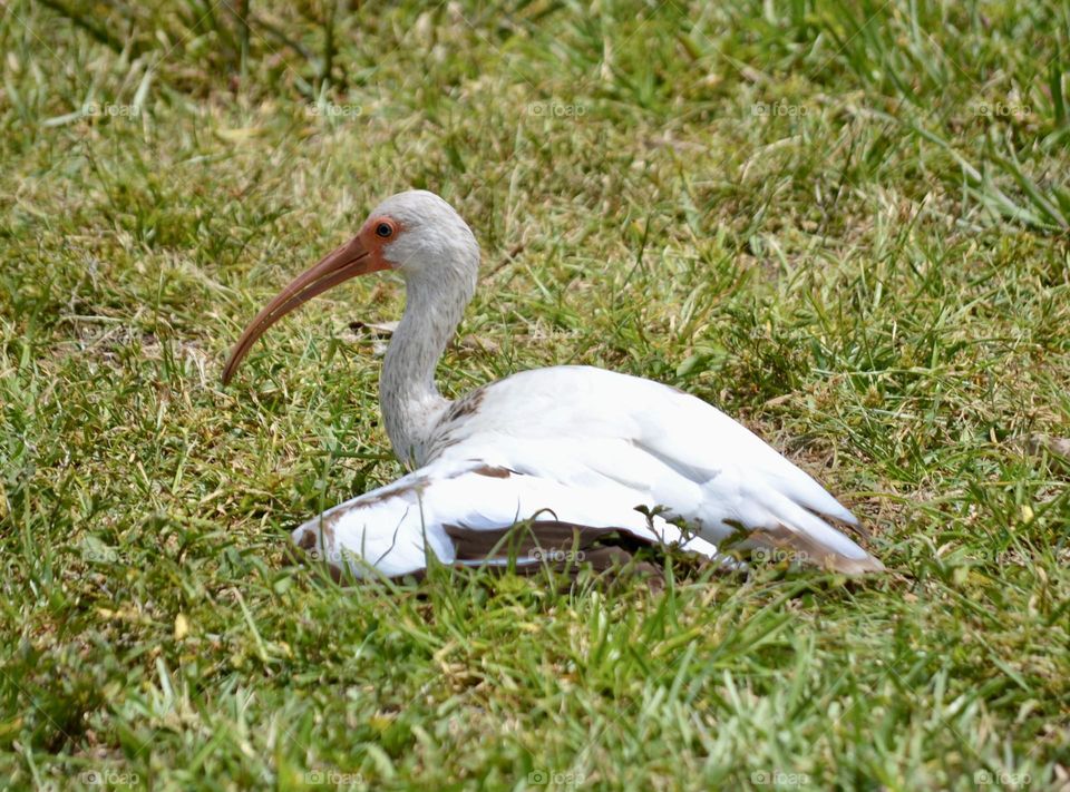 A white Ibis bird lying on the green grass with its wings spread out to dry