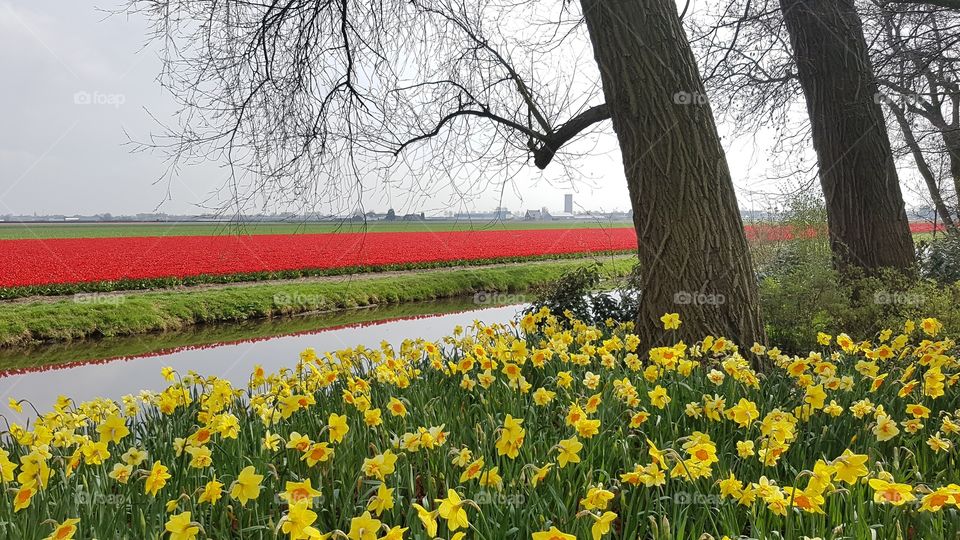Tulip field Amsterdam