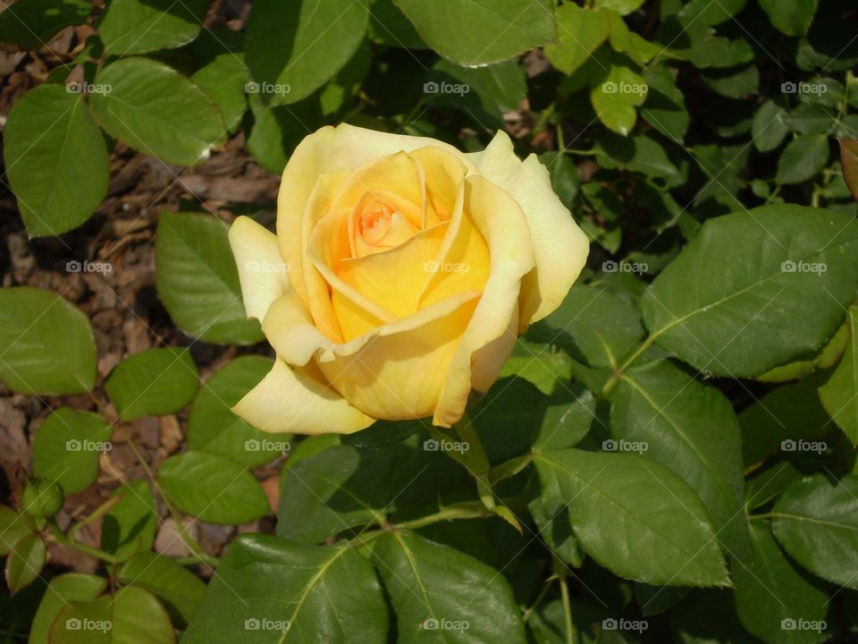 Close-up yellow rose alone