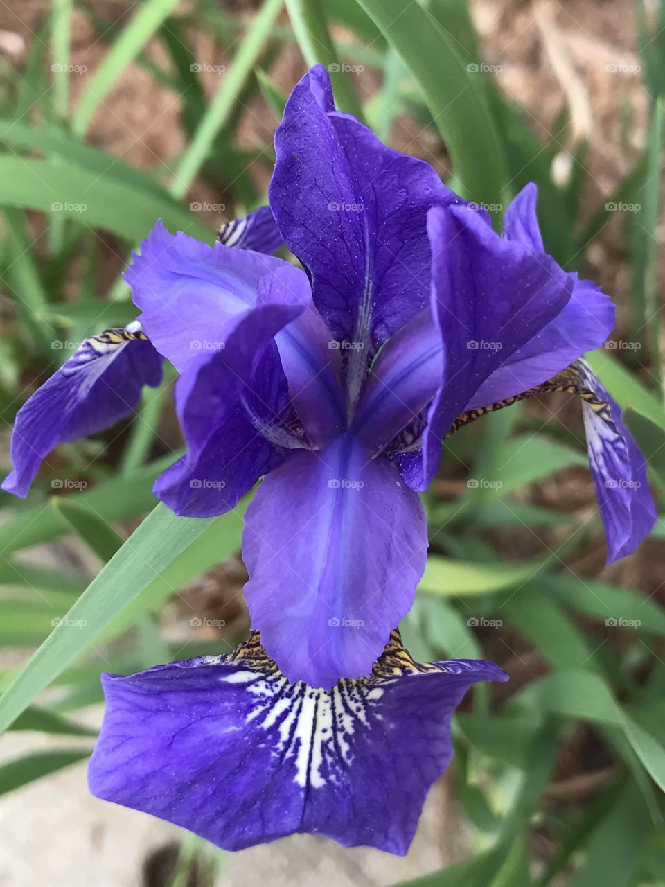 Very Pretty Purple Flower