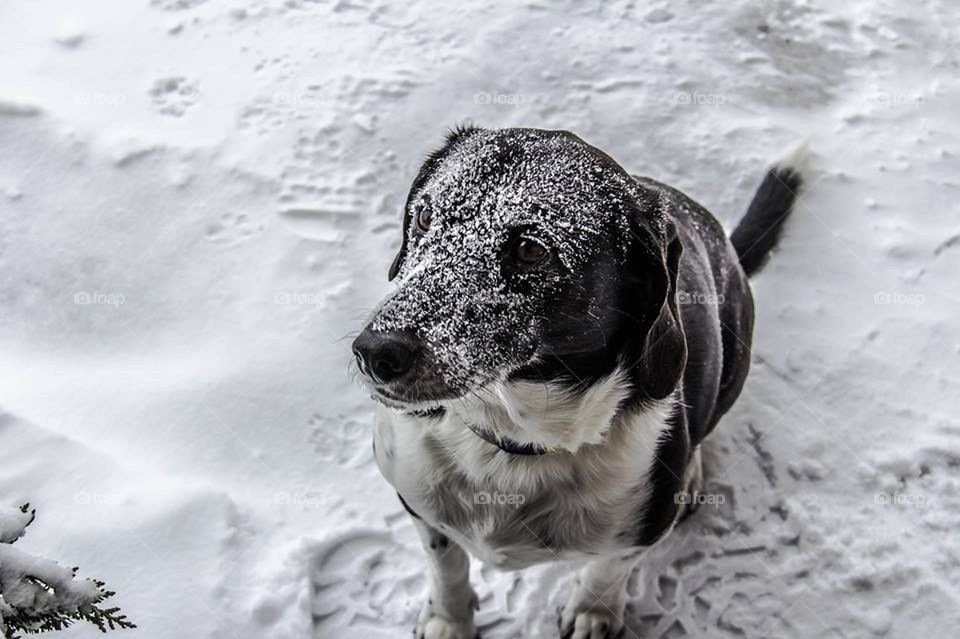 Snow Dog