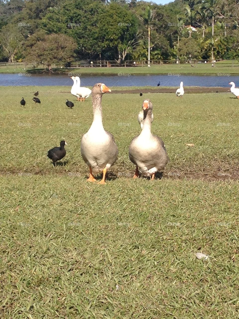 Geese beside the lake