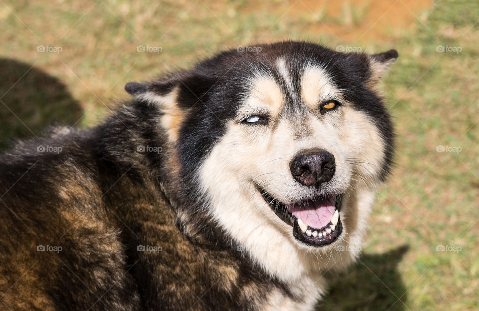 Close-up of dog with mouth open