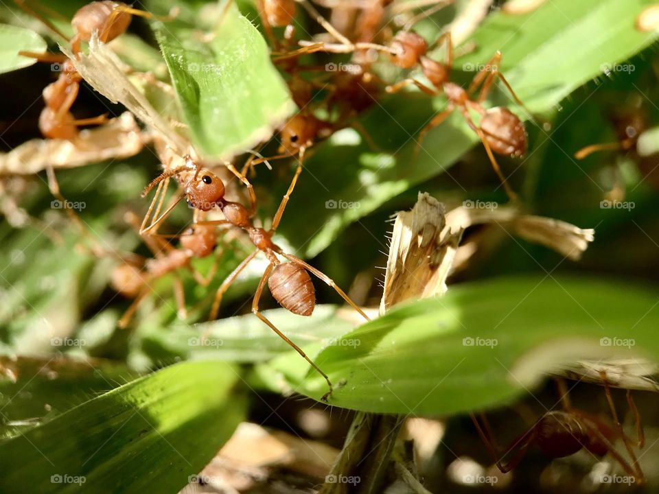 If we can work hard like these small creatures with leadership skill