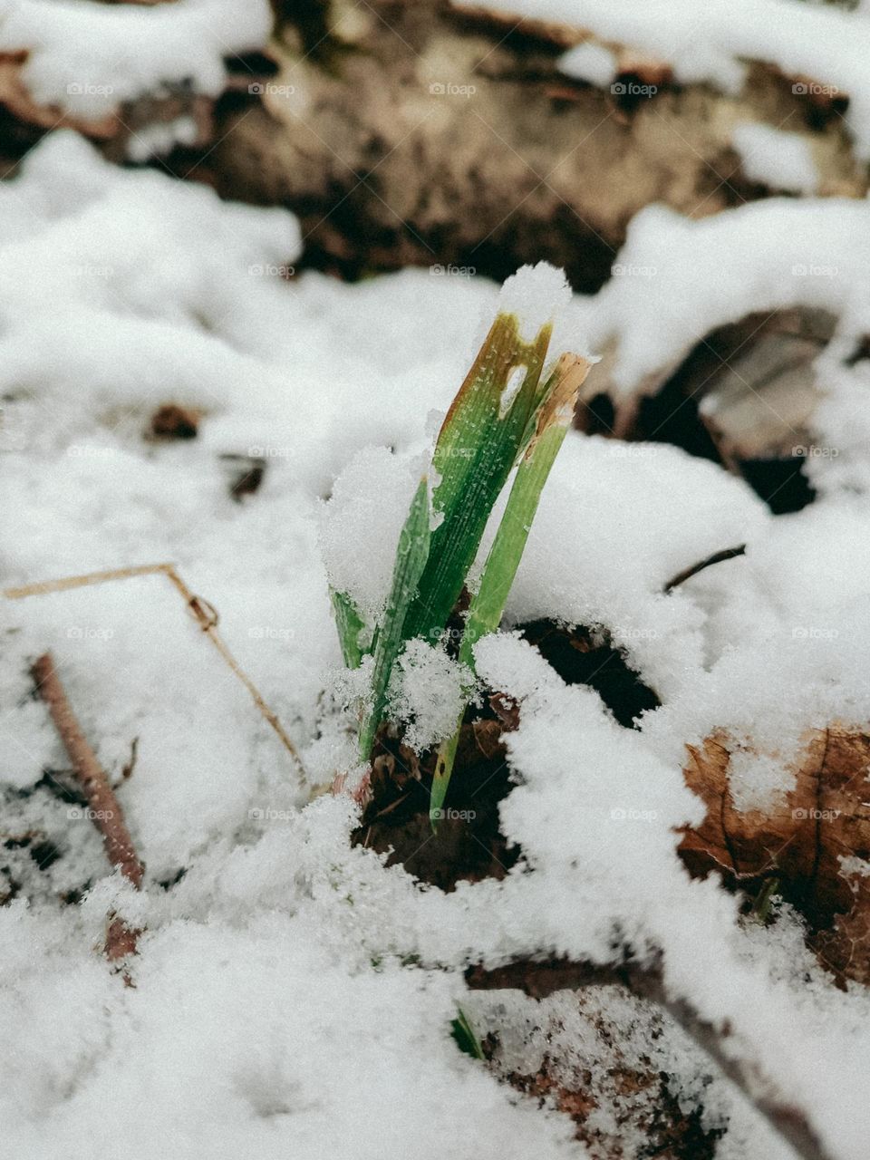 Green grass growing from the snow in winter forest, nature details