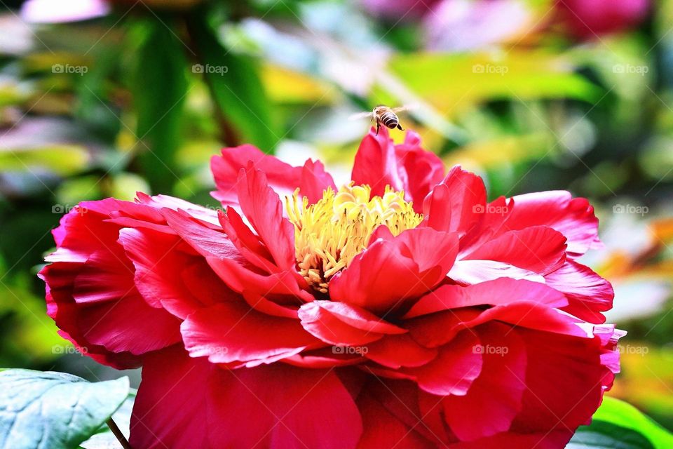 Beautiful red colour flower in bloom