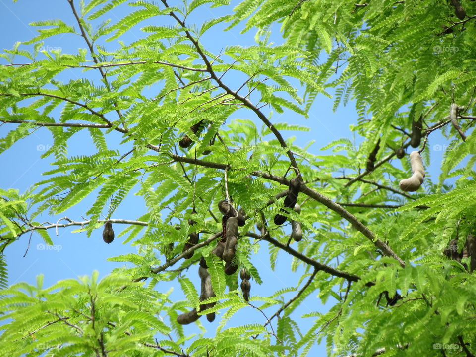 Low angle view of tamarinds on tree