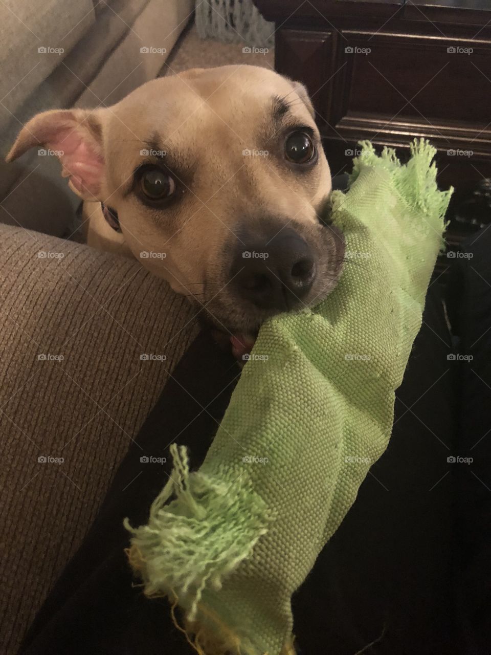 A pretty dog named   Chloey with her toy greasy to play.