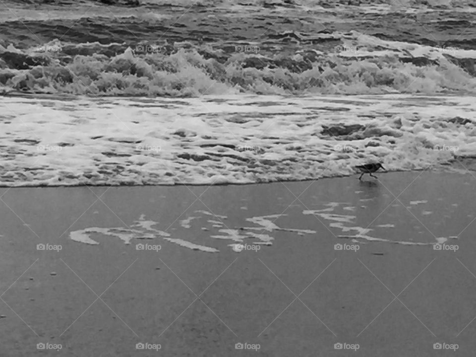 Little sandpiper 
Ventnor City NJ
