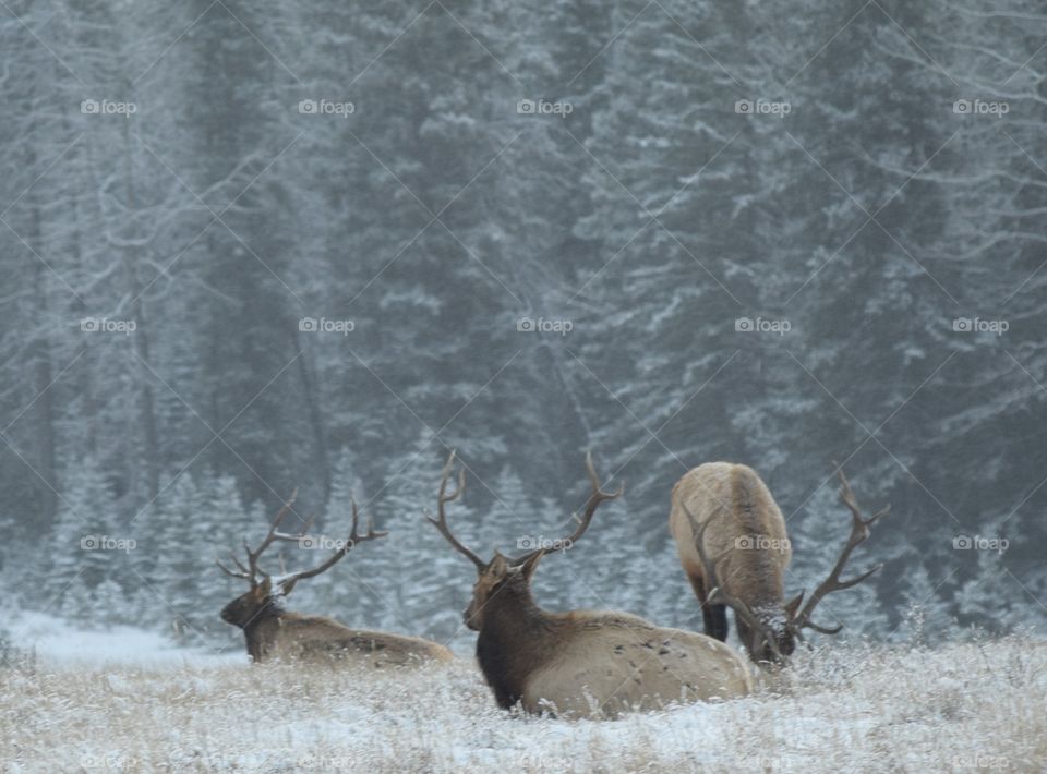 View of elk animals in the morning