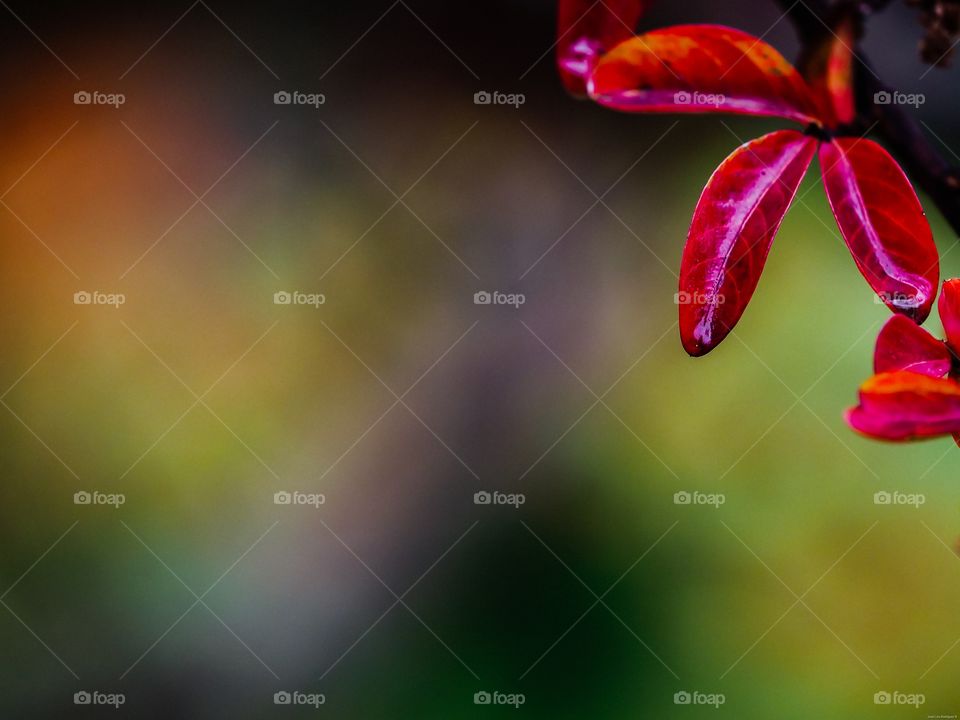 Autumn colors
Colores de otoño