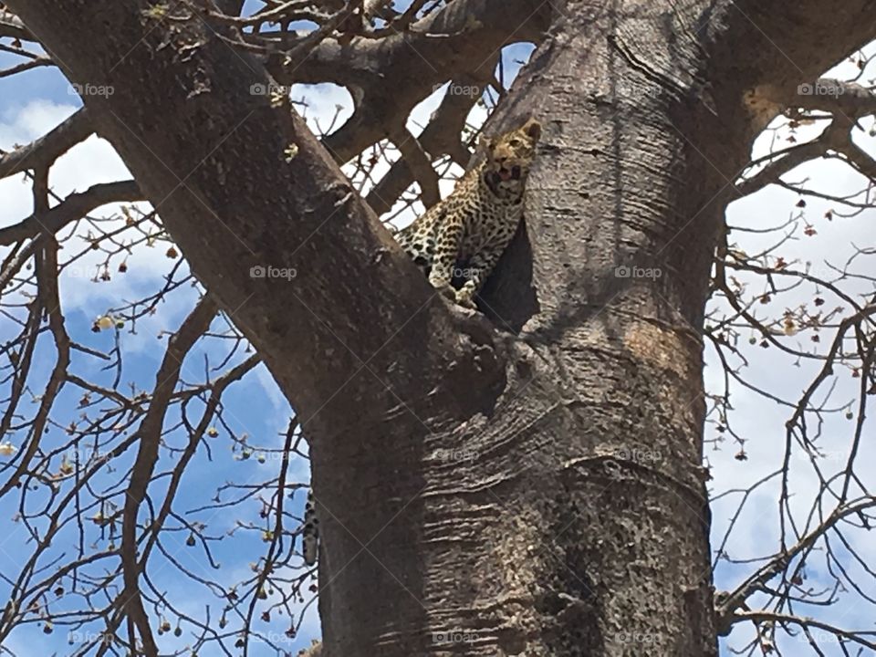This Leopard - master of all he surveys - is taking advantage of the view from a high branch in Tanzania.