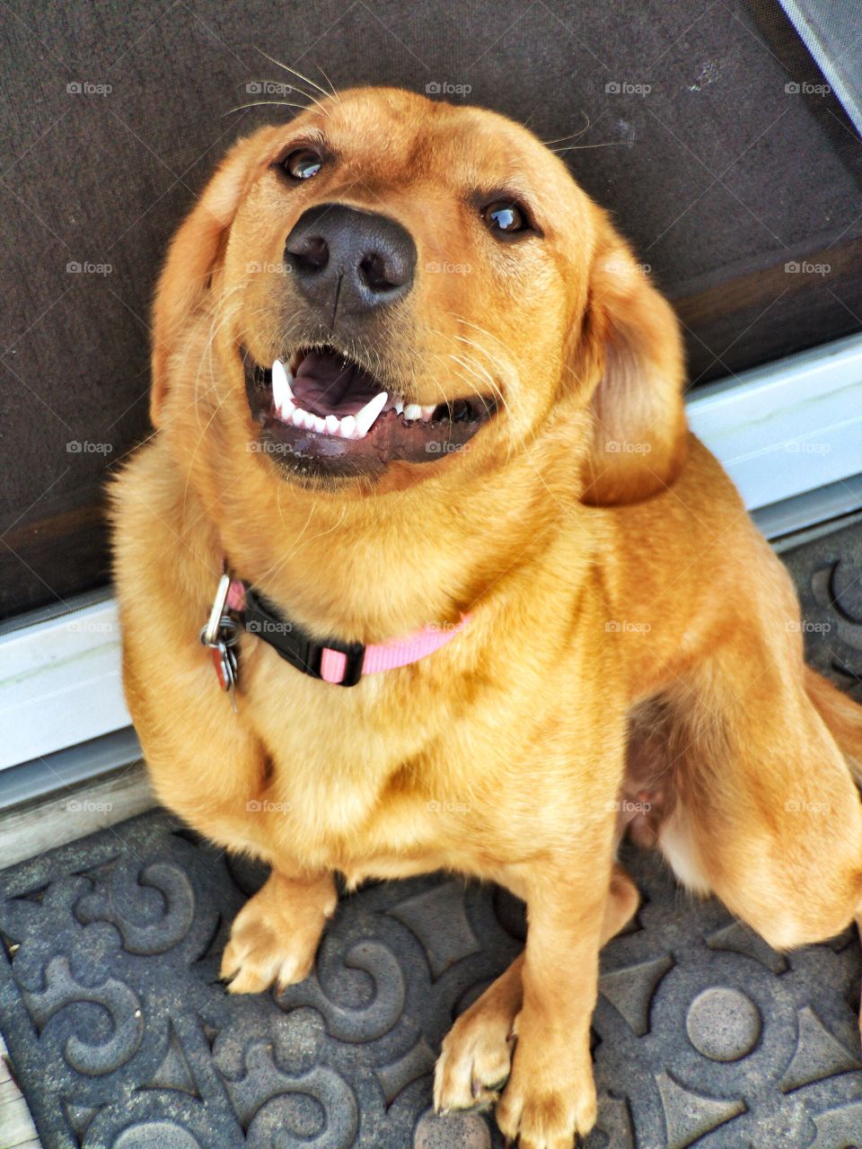 Dog resting on doorway