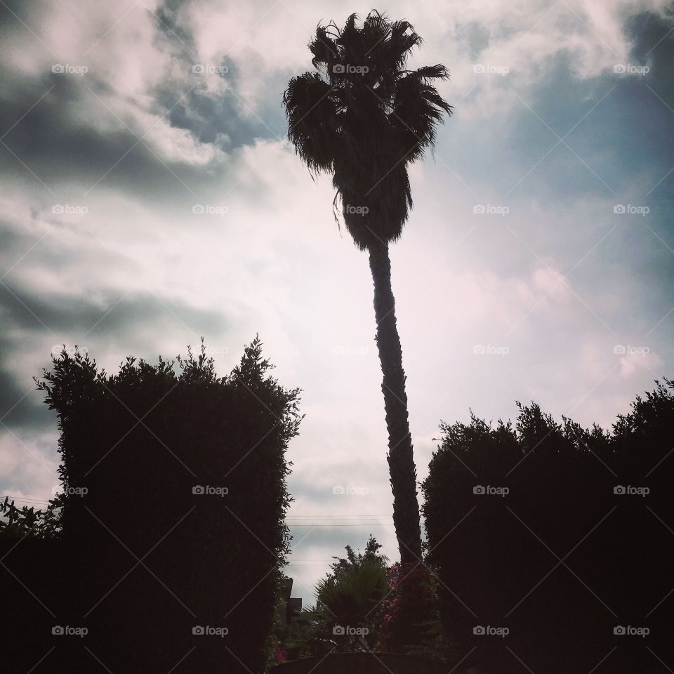 Palmtree