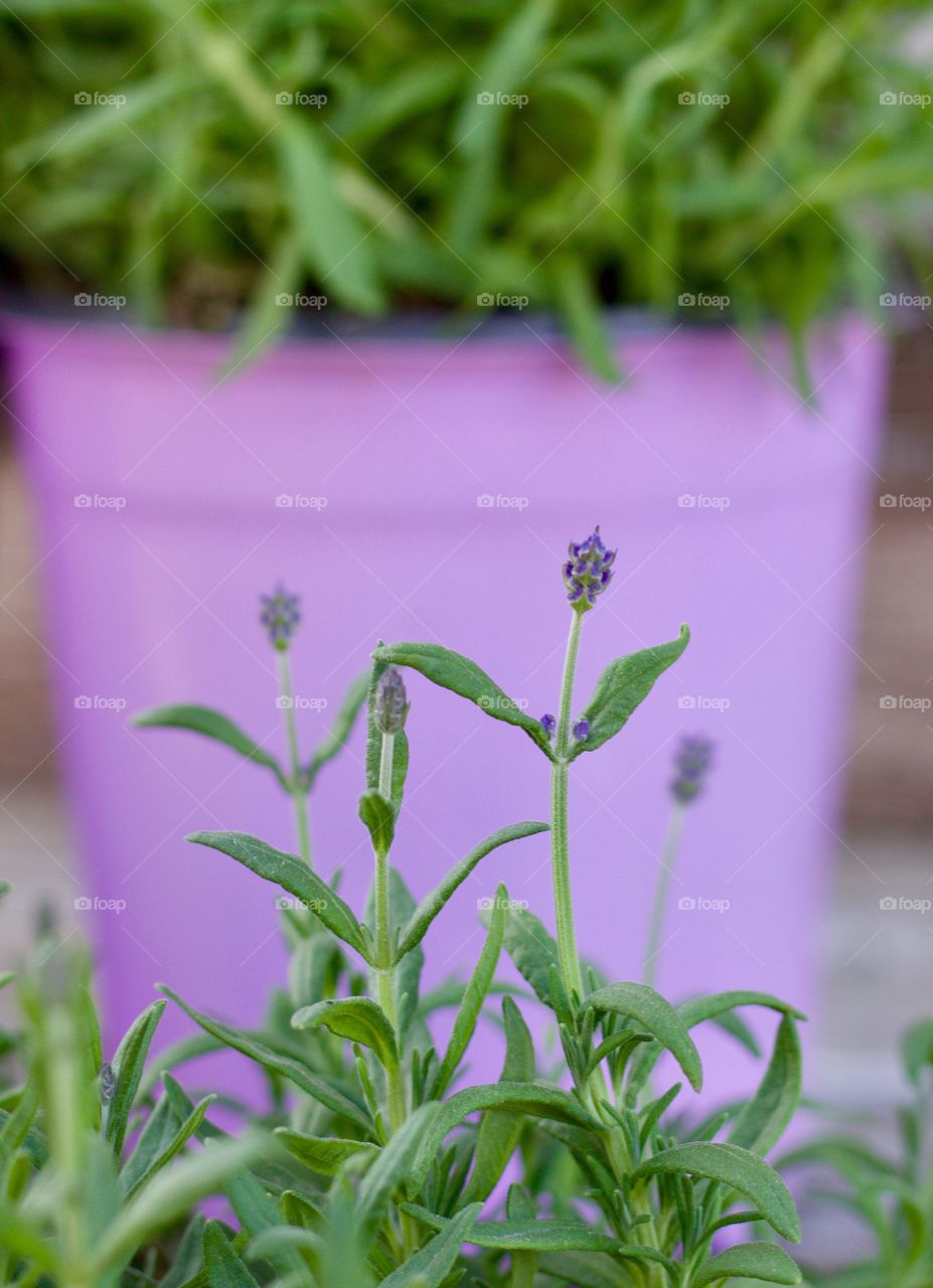 Lavender Buds Against Lavender-Colored Pot