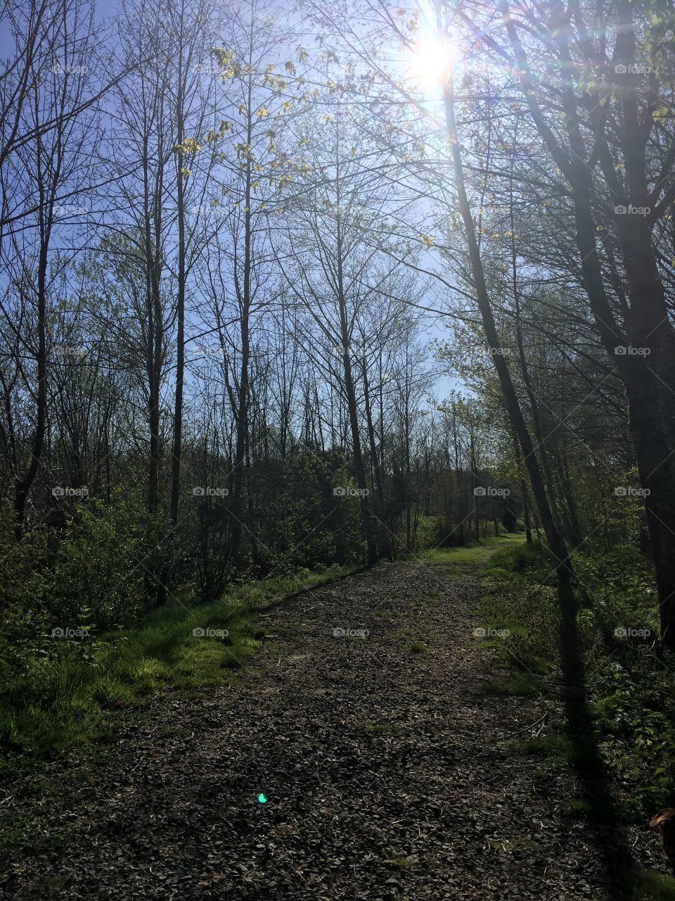Sun shines on a gravel road turning to grassy path in the early spring in the forest. 