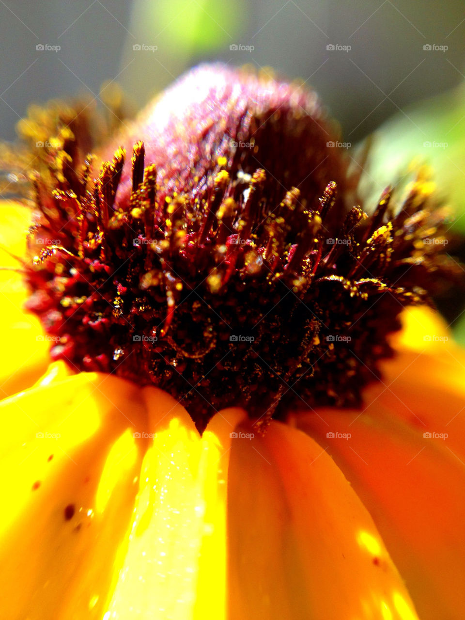 yellow pollen pretty flower by katers596