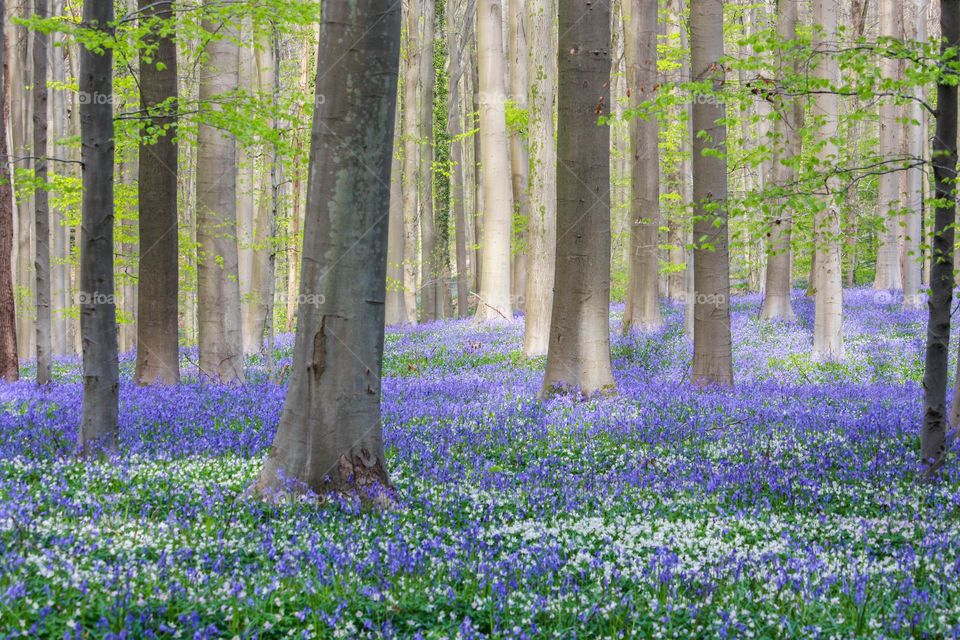 Bluebell flowers  and white flowers in the woods