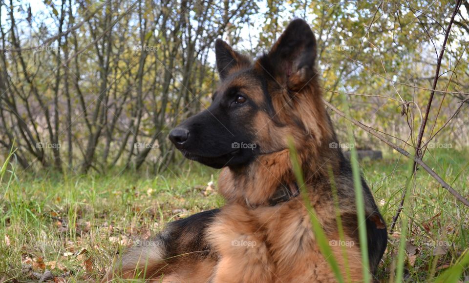 German Shepherd