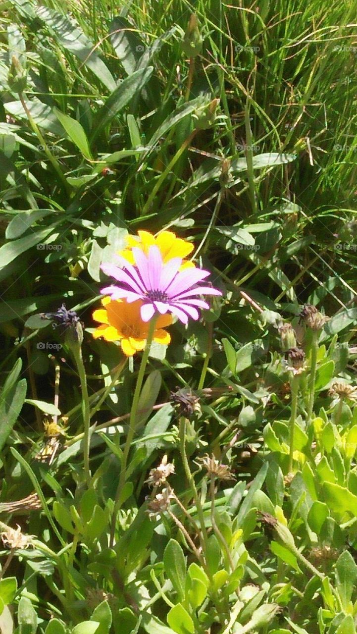 Beautiful flowers in the garden.