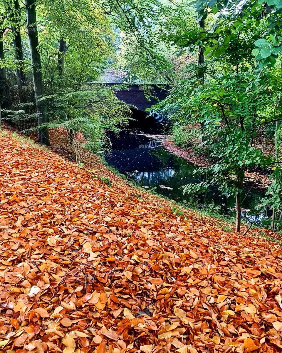 autumn nature colours