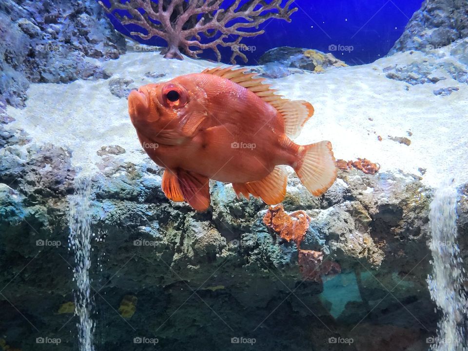 A red snapper swimming by the cliff