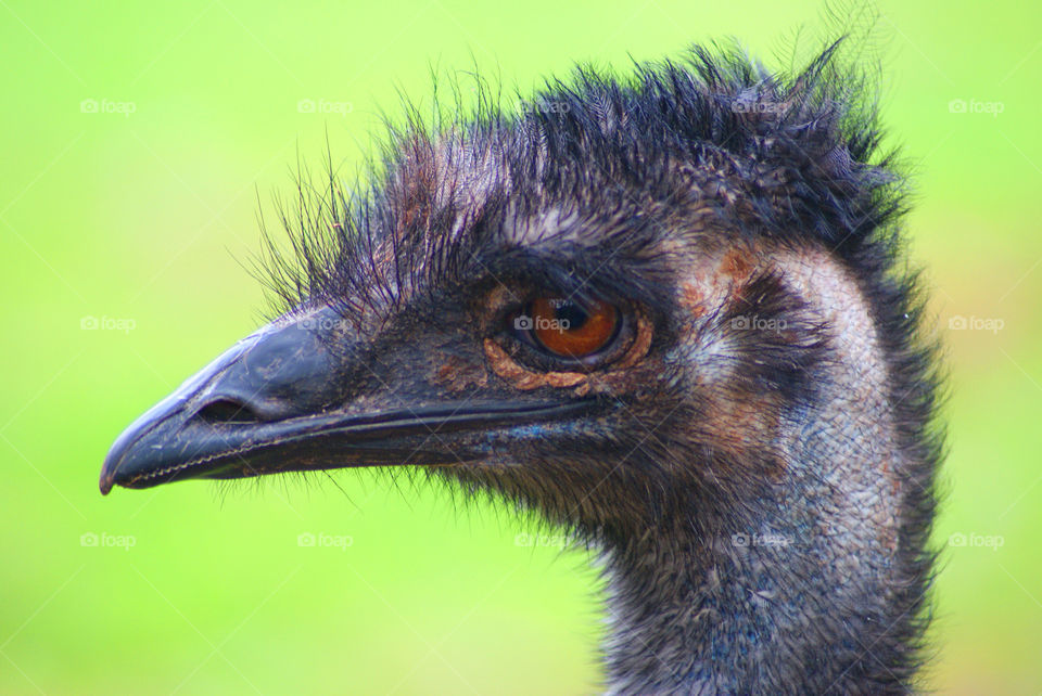 close up emu by jokerplayed