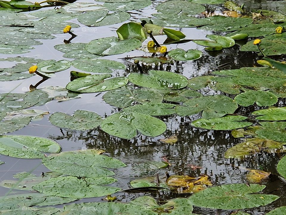 water Lily green leaves