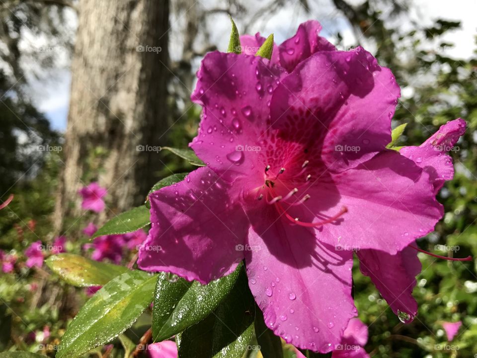 Raindrops on flower