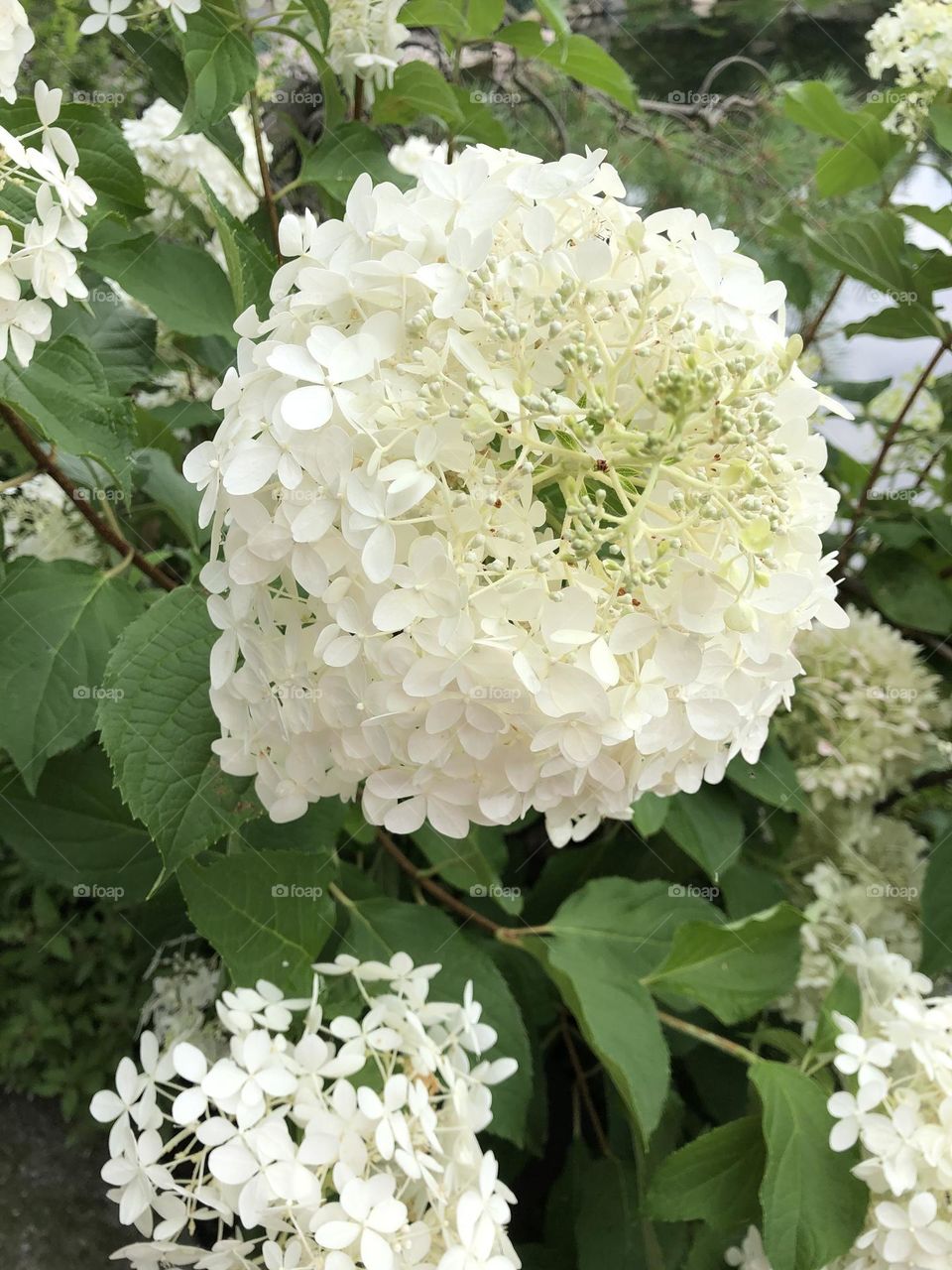 Full Bloom White