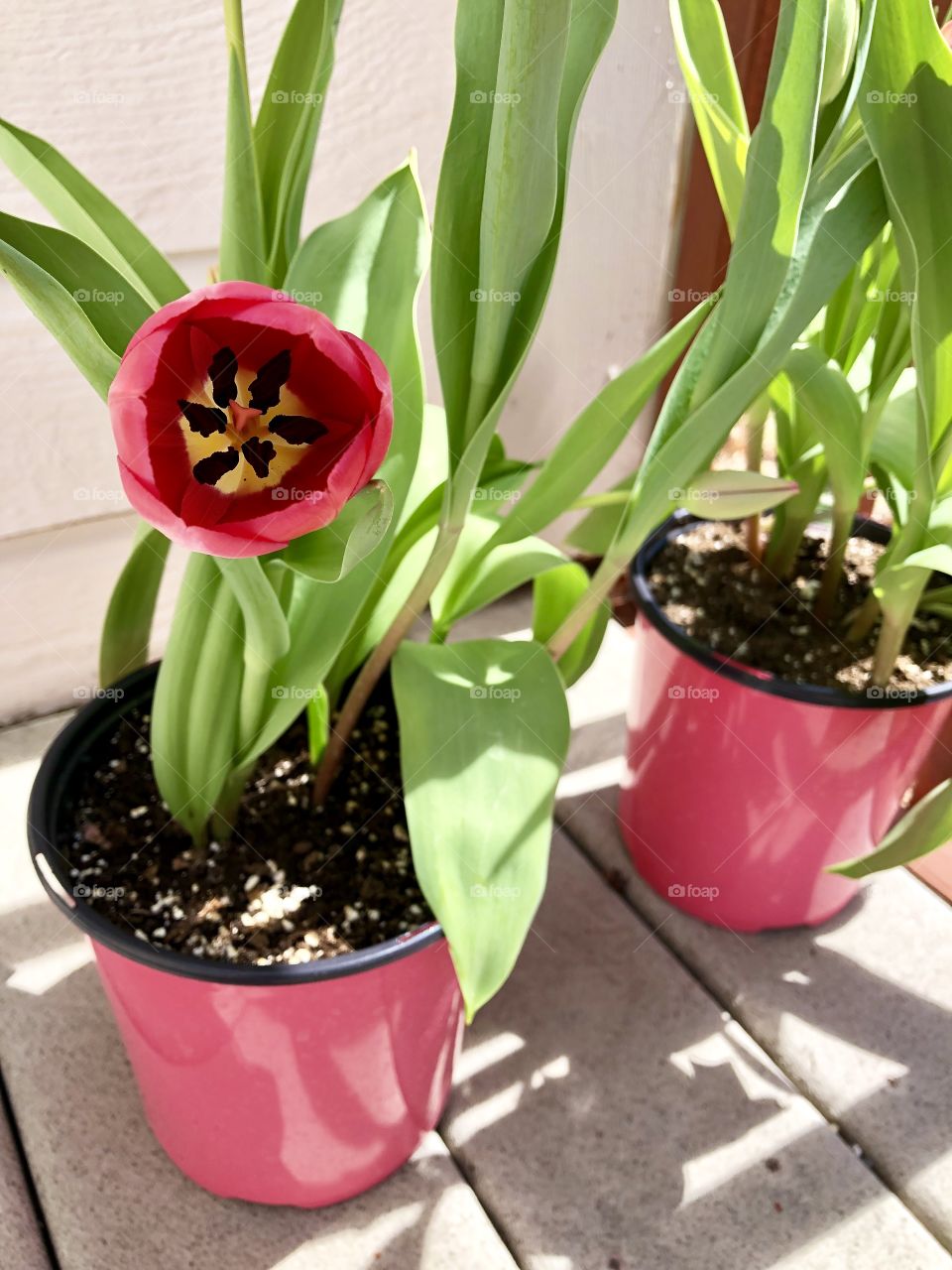 Red tulips in pots