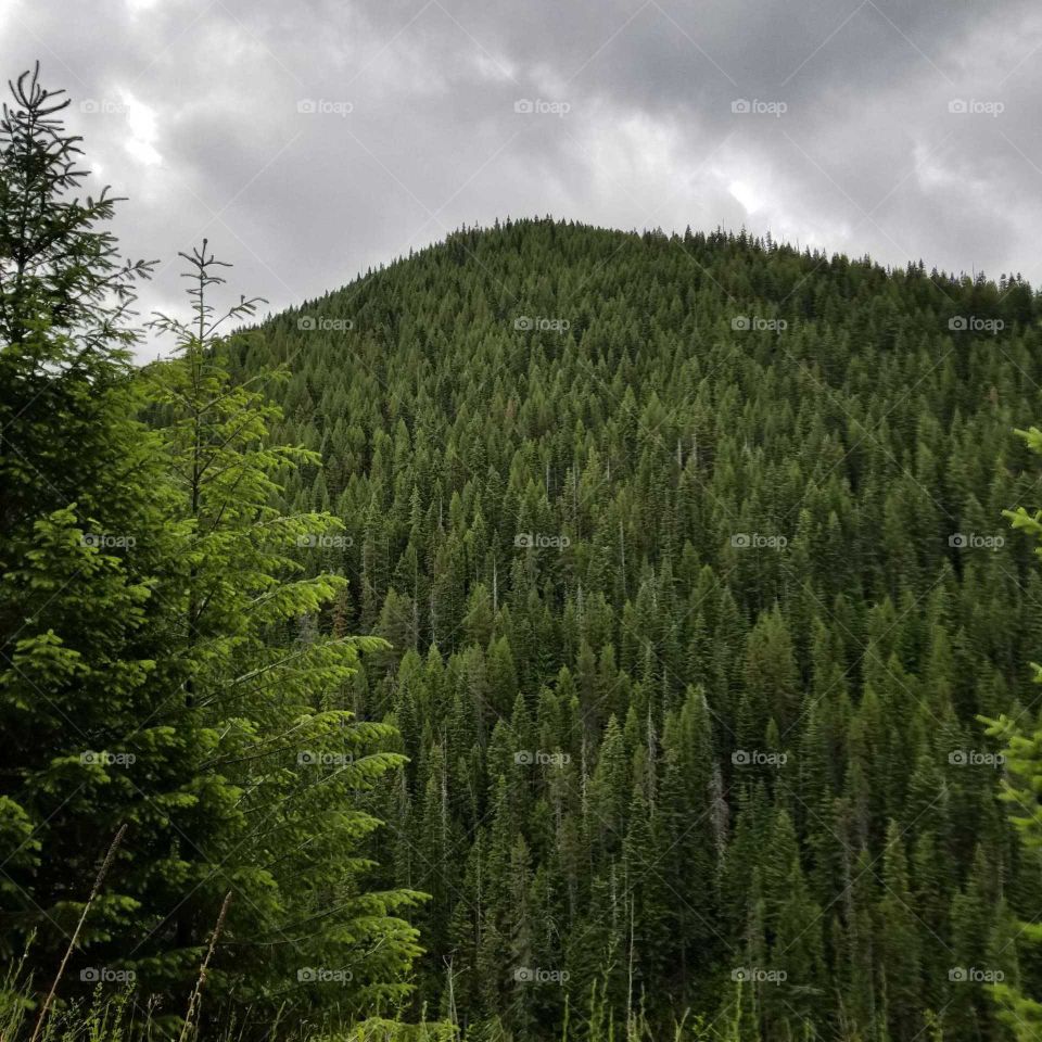 view of a mountain of trees under a cloudy sky