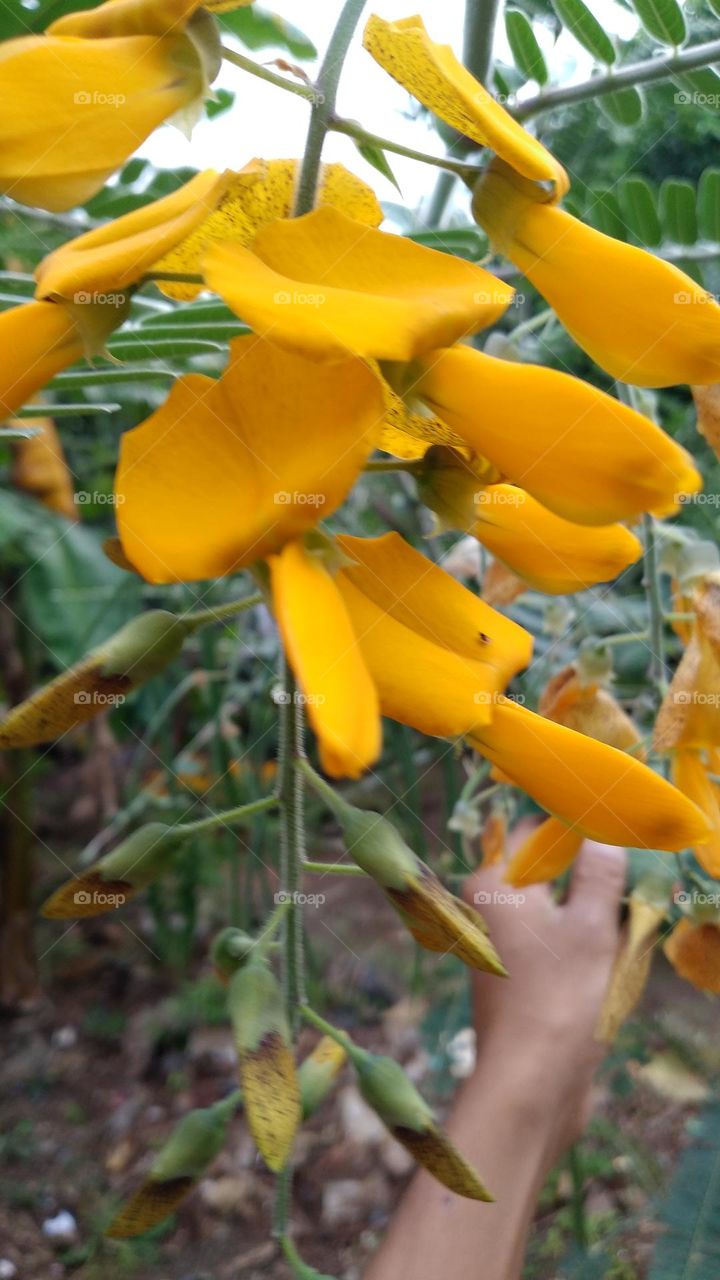 Sesbania javanica plants thrive in the yard of the house.